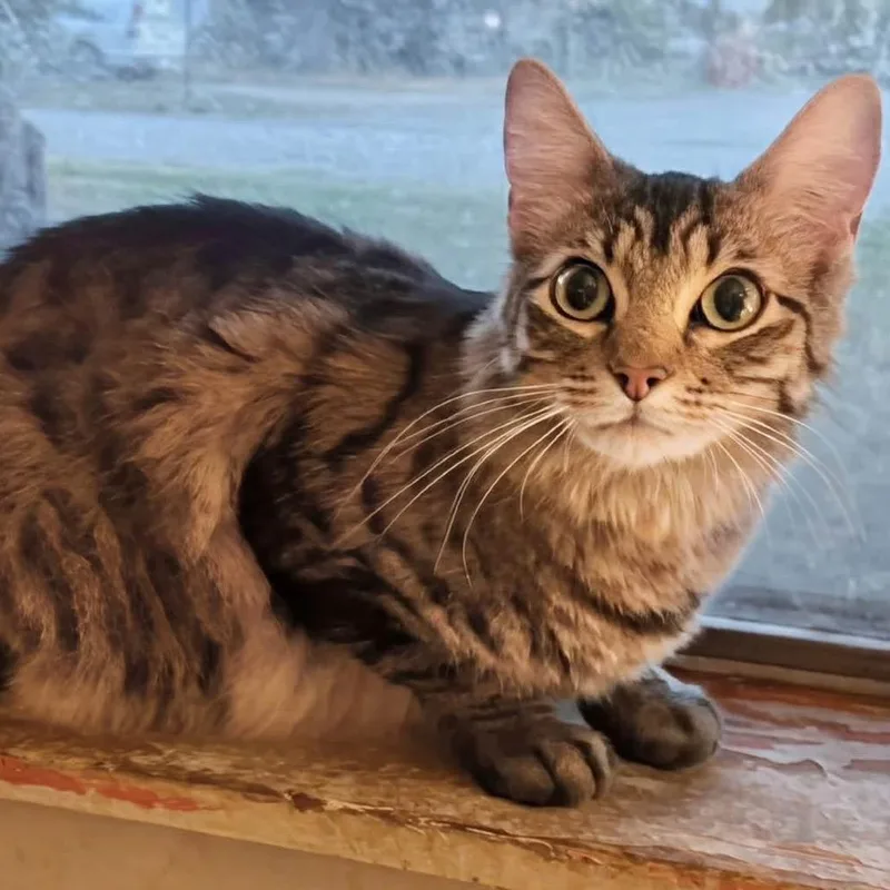 An adult large-sized male Domestic Long Hair cat named Paulie for adoption in mount vernon, AR