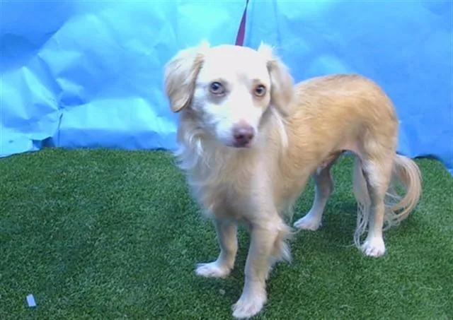 An adult small-sized male Chihuahua dog named Dash for adoption in Gardena, CA
