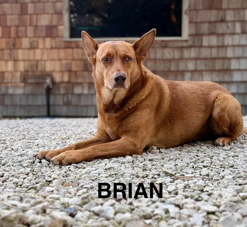 Brian