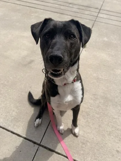 An adult large-sized female Black Mixed Breed dog named Sangria for adoption in Kansas City, MO