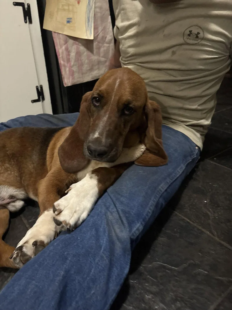 An adult large-sized male Basset Hound dog named Elmer for adoption in Grapevine, TX