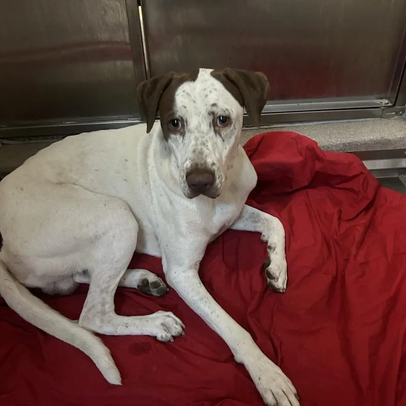 A young medium-sized male White / Cream English Pointer dog named Bernie for adoption in Palm Springs, CA