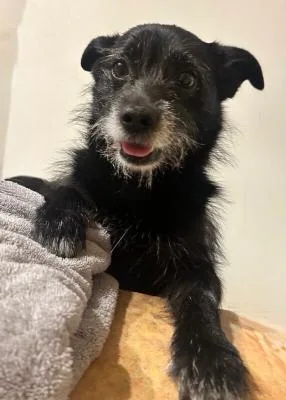 An adult small-sized male Tricolor (Brown, Black, & White) Terrier dog named Shadow for adoption in Littleton, CO