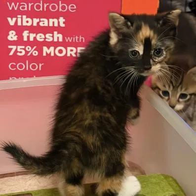 A baby small-sized female Black Domestic Short Hair cat named Riot Lichens for adoption in Woodstock, VA