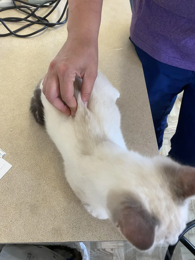 Blue King thumbnail 2