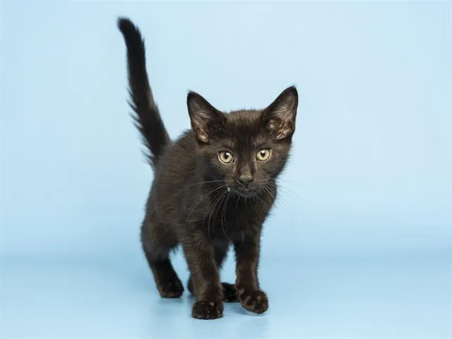 A baby small-sized female Domestic Short Hair cat named Salem for adoption in Phoenix, AZ