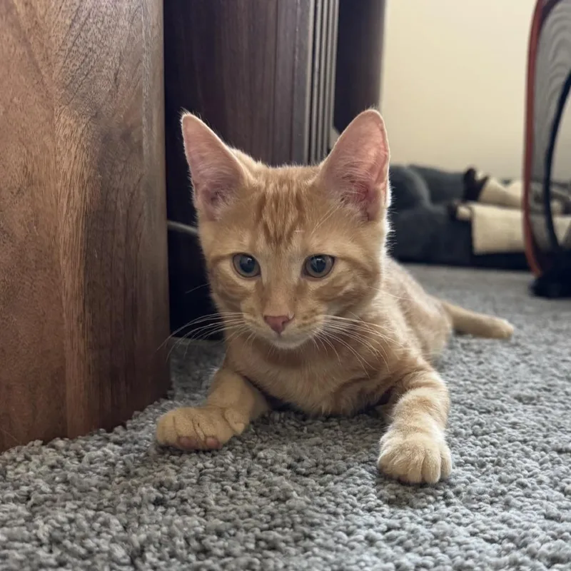 A baby small-sized male Orange / Red Domestic Short Hair cat named Sun for adoption in Las Vegas, NV
