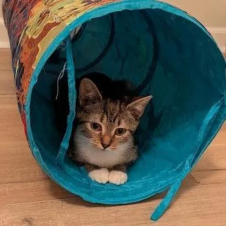 A baby small-sized female Calico Domestic Short Hair cat named Katabasis for adoption in Brownsboro, AL