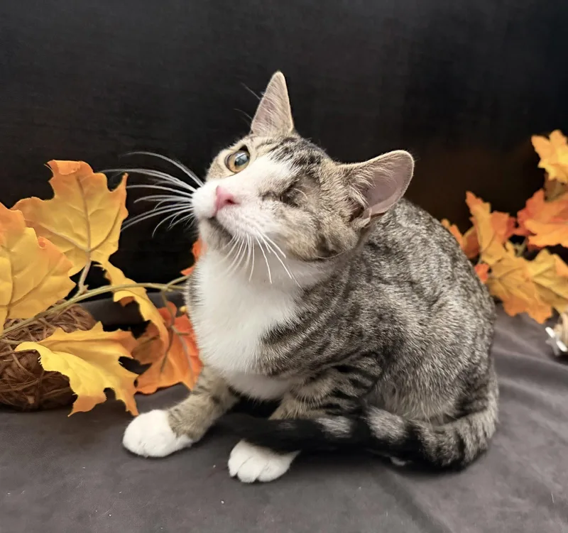 A baby small-sized female Tabby cat named Precious for adoption in Fayetteville, GA