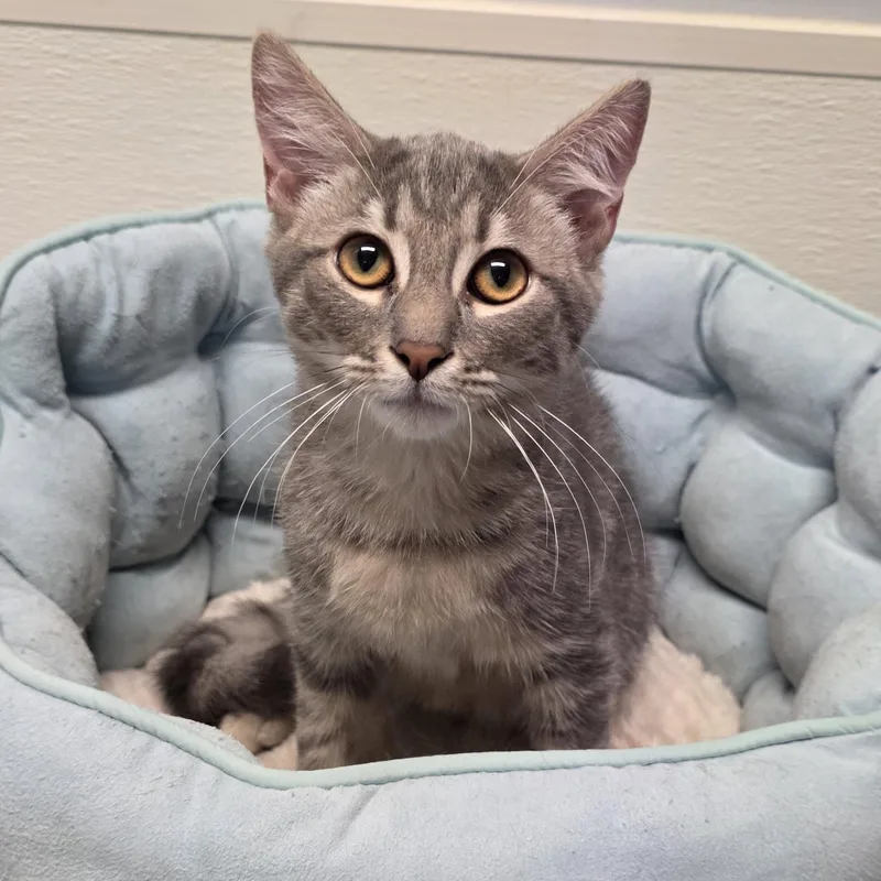 A baby medium-sized male Tabby (Gray / Blue / Silver) Domestic Short Hair cat named Daniel for adoption in Greensboro, NC