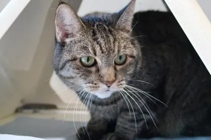 A senior large-sized female Domestic Short Hair cat named Annie Sponsored for adoption in Scottsdale, AZ