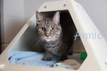 Annie Sponsored thumbnail 2