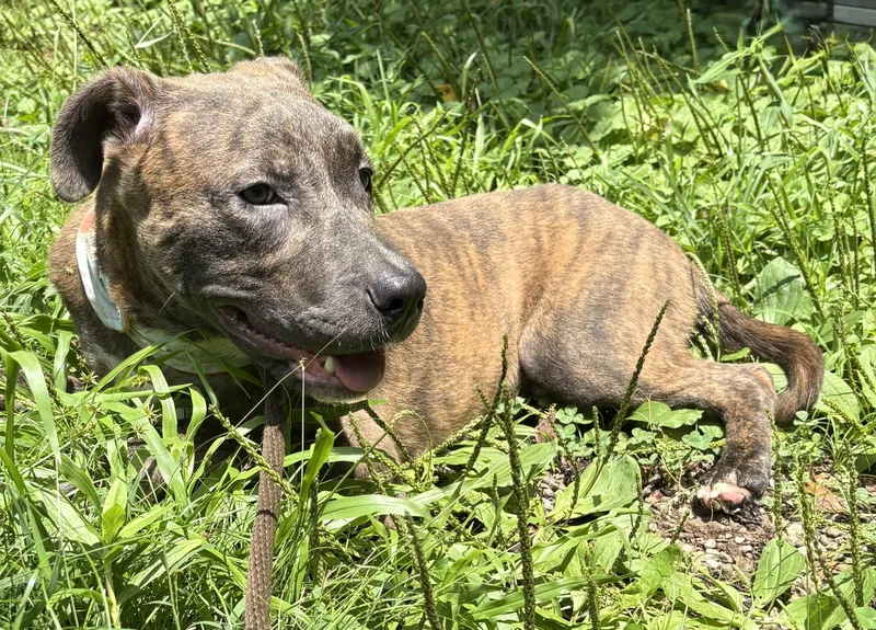 Diego