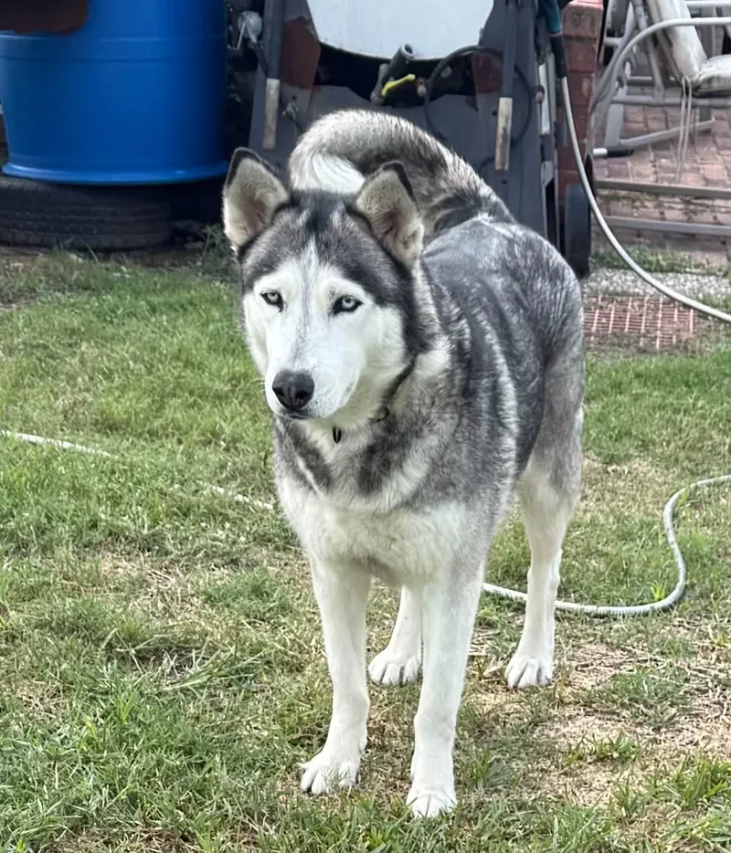 A young medium-sized female Husky dog named Darling Dutches for adoption in shepherd, TX