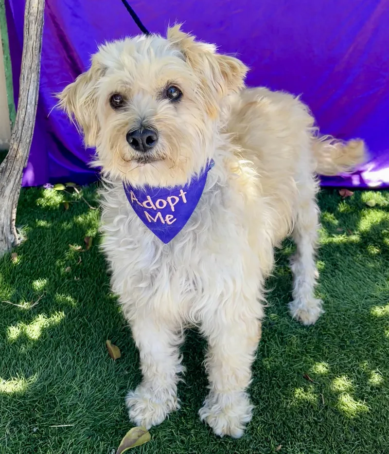 A young medium-sized female White / Cream Poodle dog named Harper for adoption in Rowland Heights, CA