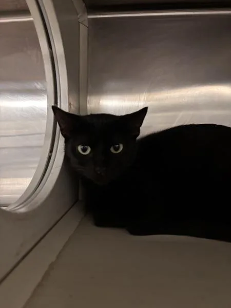 A young medium-sized female Domestic Short Hair cat named Daisy for adoption in Des Moines, IA