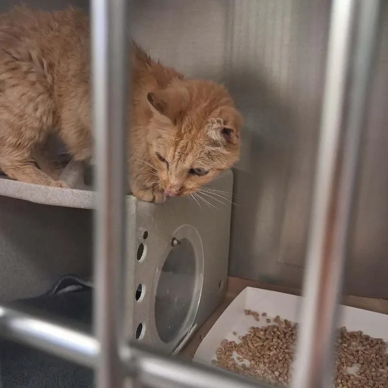 A baby small-sized male Orange / Red Domestic Short Hair cat named Elf for adoption in Bastrop, TX