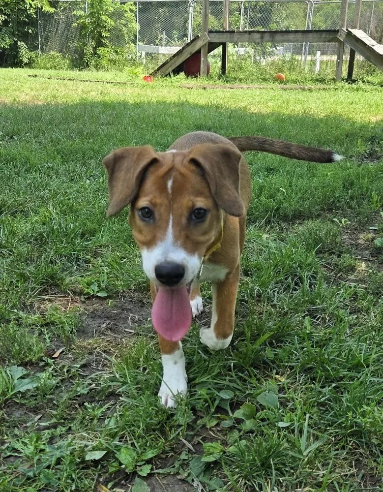 A baby small-sized female Mixed Breed dog named Prue for adoption in Papillion, NE