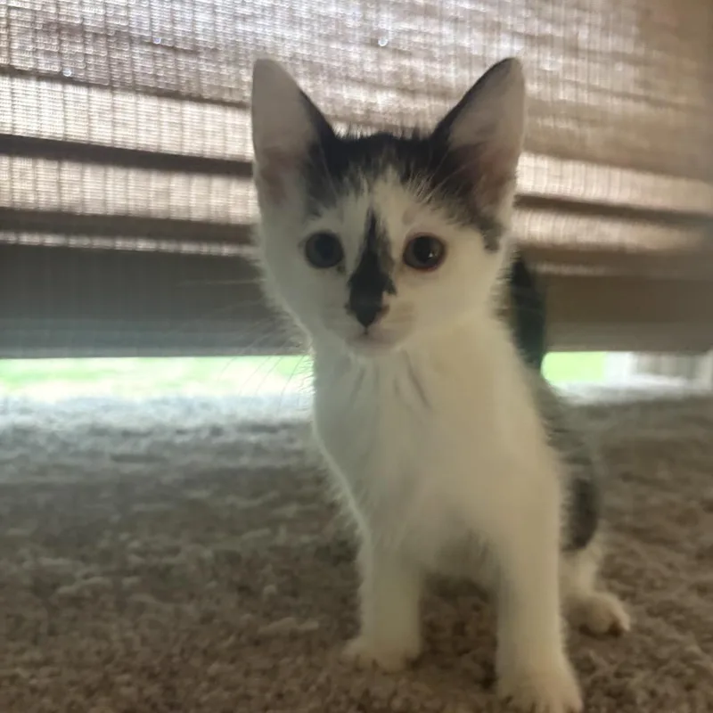 A baby small-sized female Domestic Short Hair cat named Leia for adoption in Muncie, IN