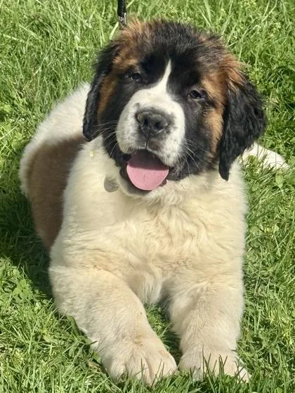 A baby extra large-sized male Saint Bernard dog named Eli for adoption in Malvern, PA