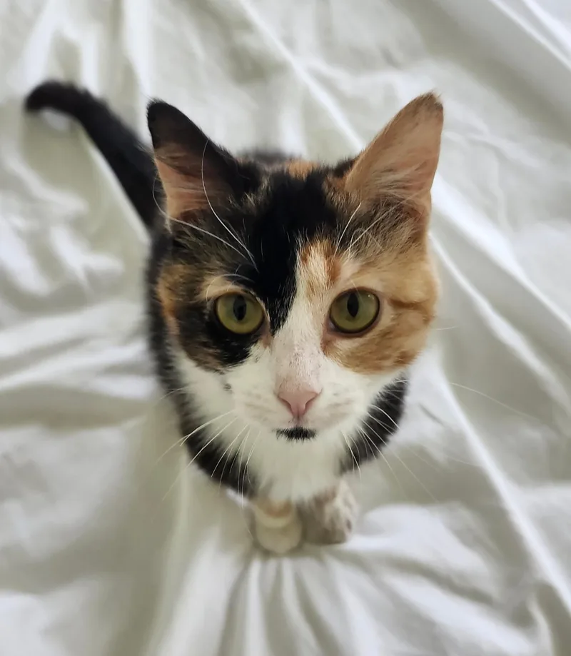 A young medium-sized female Calico Domestic Short Hair cat named Bug for adoption in Mount Pleasant, TX