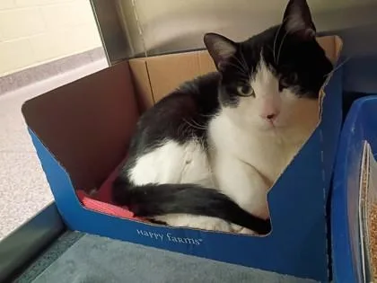 An adult large-sized female Domestic Short Hair cat named Sylvie for adoption in West Chester, PA