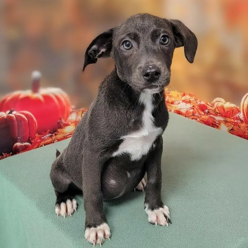 A baby medium-sized female Gray / Blue / Silver Retriever dog named Isbel for adoption in Griswold, CT