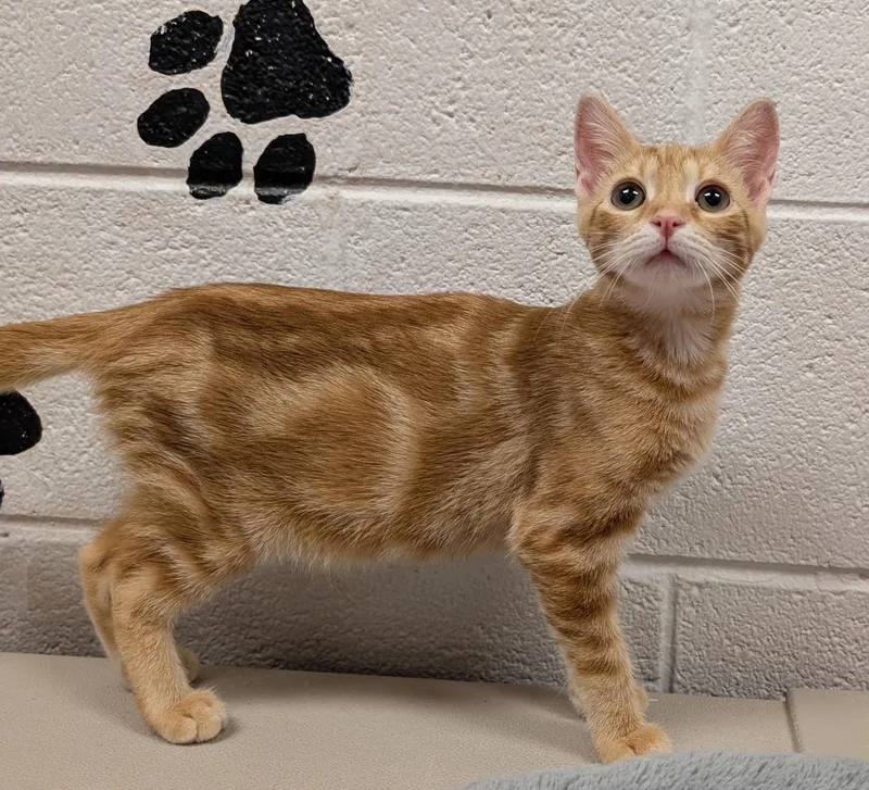 A baby medium-sized male Orange / Red Domestic Short Hair cat named Marbles for adoption in Smithfield, NC