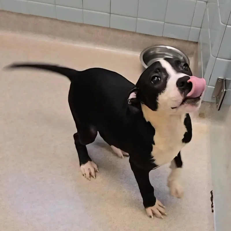 A young small-sized female Black Mixed Breed dog named Comet for adoption in Glenfield, NY