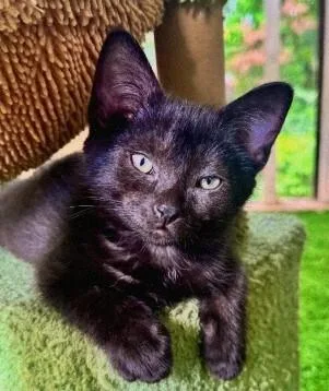 A baby small-sized male Black Domestic Short Hair cat named Midnight PC for adoption in Greenville, SC