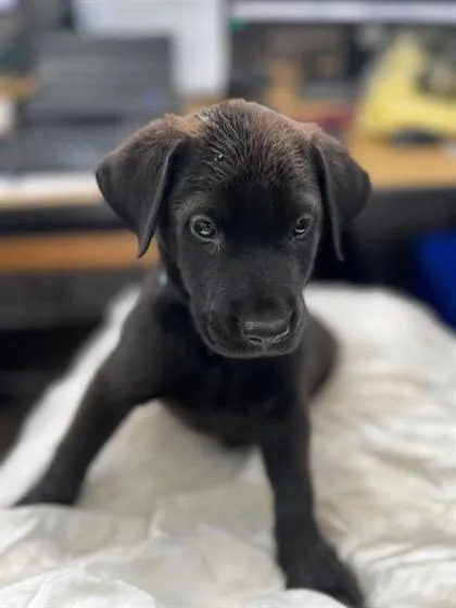 A baby large-sized male Labrador Retriever dog named Denver for adoption in Morton Grove, IL