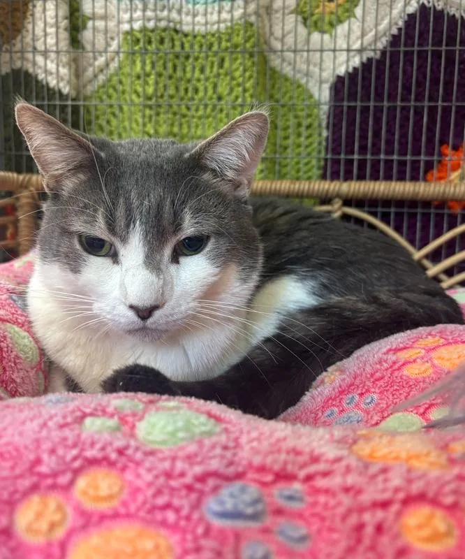 An adult medium-sized male Gray & White Domestic Short Hair cat named Christopher for adoption in Kalamazoo, MI