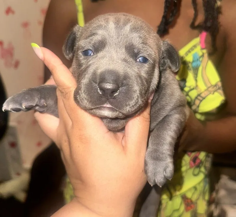 A baby small-sized male Gray / Blue / Silver Mixed Breed dog named Garnet for adoption in New York, NY
