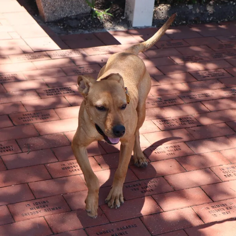 A young medium-sized female Mixed Breed dog named Sugar for adoption in Port Washington, NY