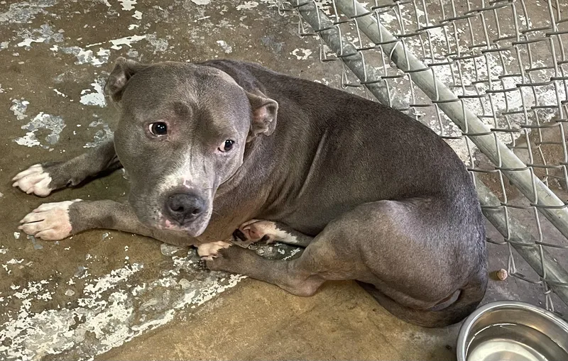 An adult medium-sized female Gray / Blue / Silver Pit Bull Terrier dog named Valerie HOLD for adoption in Canton, OH