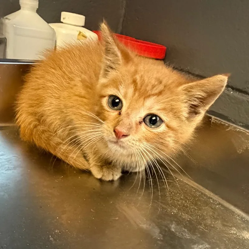 A baby small-sized male Orange / Red Domestic Short Hair cat named Tuscstray for adoption in Tuscaloosa, AL