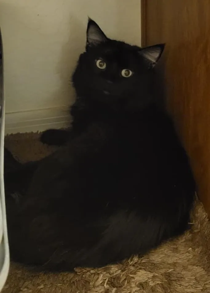 An adult large-sized male Black Domestic Medium Hair cat named Sheffield Fine for adoption in Chandler, AZ