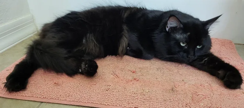 Sheffield Fine thumbnail 2