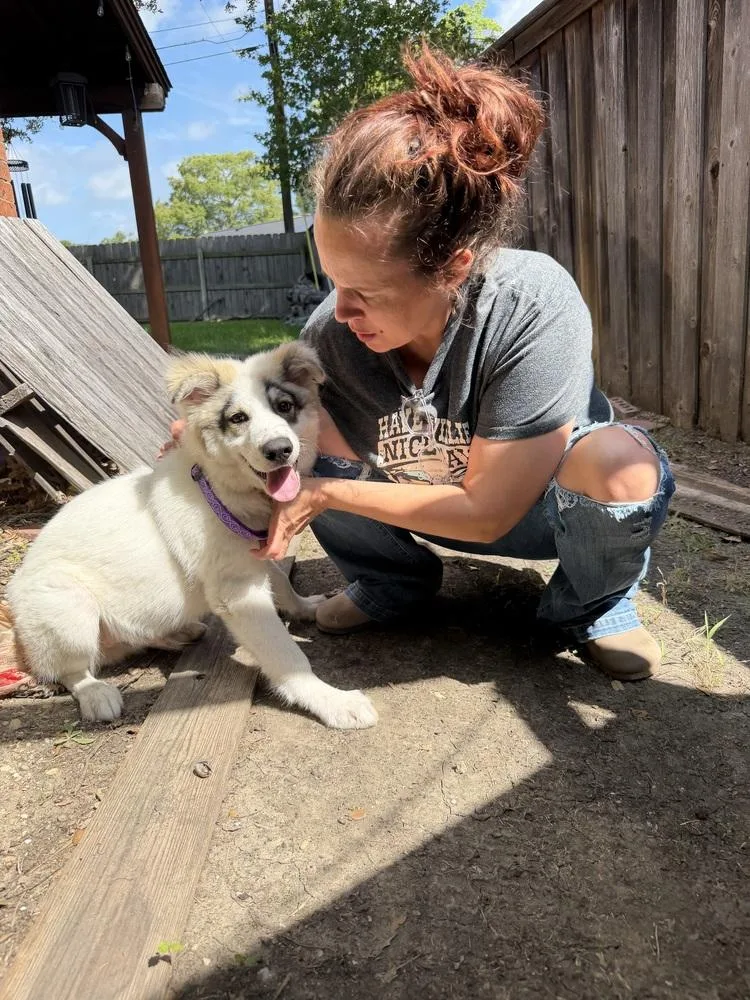 A baby large-sized male Tricolor (Brown, Black, & White) Great Pyrenees dog named Charter “COMING SOON!” for adoption in Richardson, TX