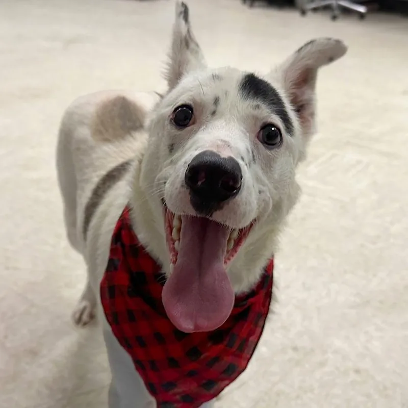 Gus Gus thumbnail 2