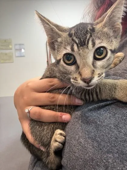 A baby small-sized female Domestic Short Hair cat named Hera for adoption in Memphis, TN
