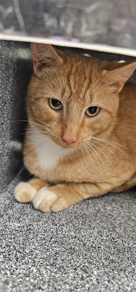 A young medium-sized male Domestic Short Hair cat named Joel for adoption in Athens, TN
