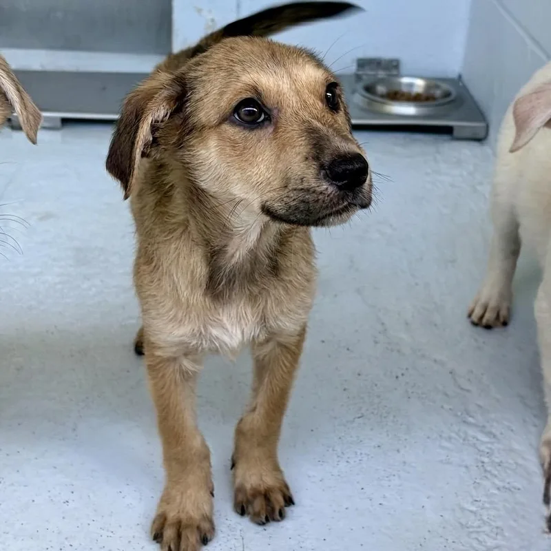 A baby small-sized female Brown / Chocolate Shepherd dog named Rena for adoption in Bastrop, TX