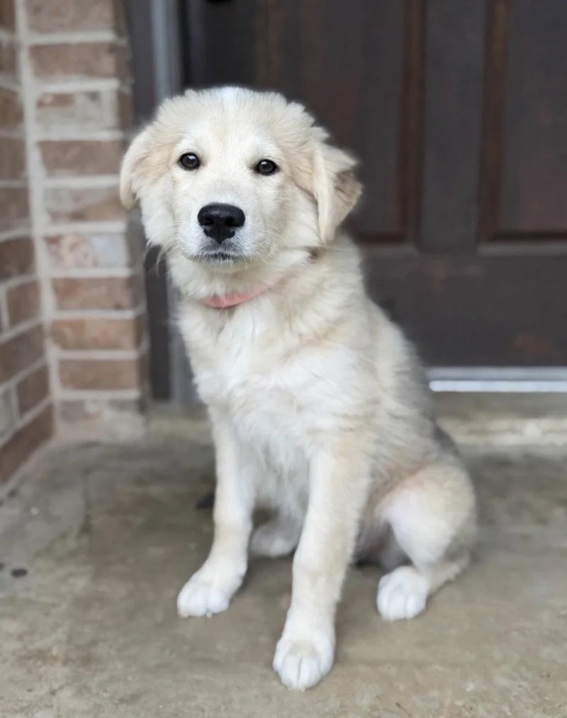 A baby large-sized female Great Pyrenees dog named Lilly Grace Lonestar for adoption in Rockaway, NJ