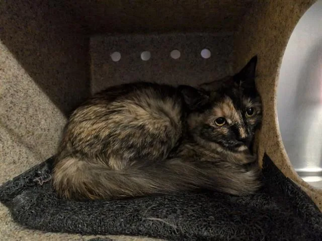 A young medium-sized female Domestic Medium Hair cat named Tiger Face for adoption in Lancaster, CA