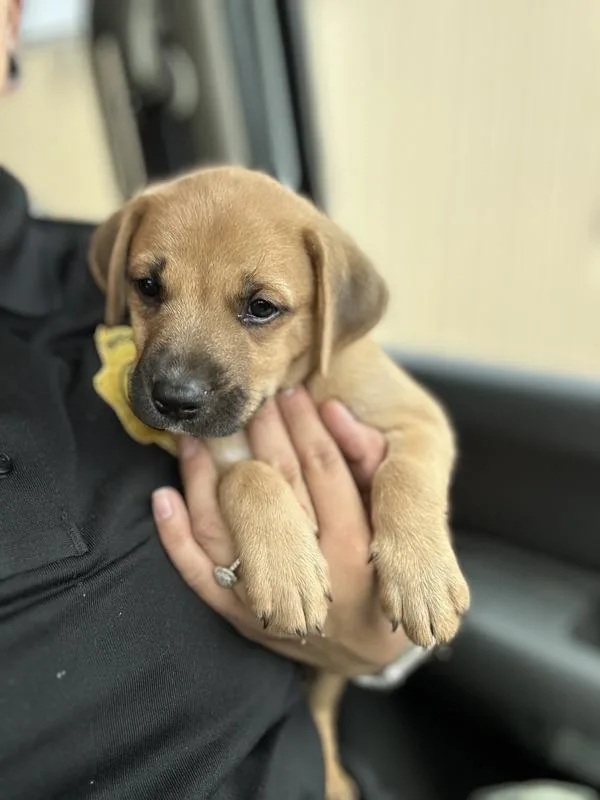 A baby medium-sized male Shepherd dog named Bean for adoption in Victorville, CA