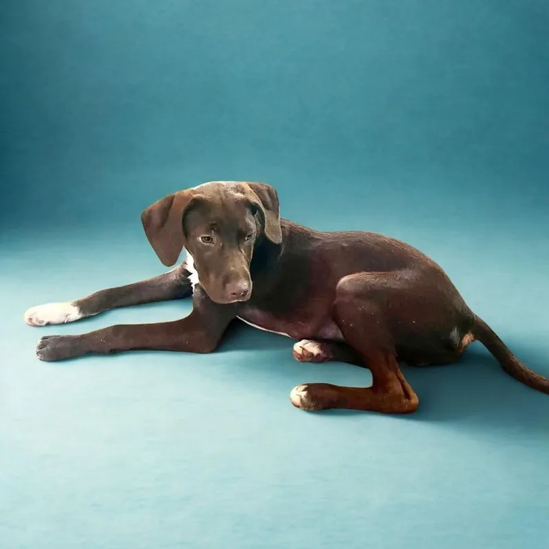 A baby small-sized male Brown / Chocolate Chocolate Labrador Retriever dog named Apollo for adoption in Enterprise, AL