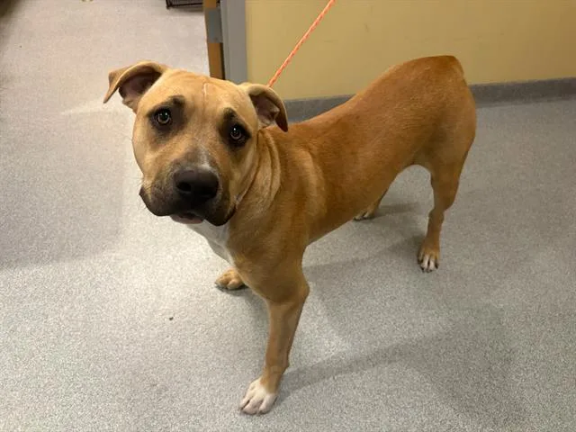 A young large-sized male Pit Bull Terrier dog named A for adoption in Tustin, CA