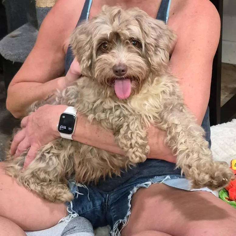 An adult small-sized female Brown / Chocolate Poodle dog named Fern for adoption in Huntsville, AL