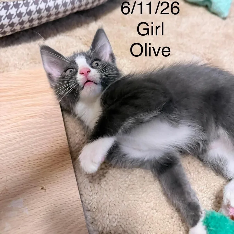 A baby small-sized female Gray / Blue / Silver Domestic Short Hair cat named Olive C for adoption in Princeton, MN